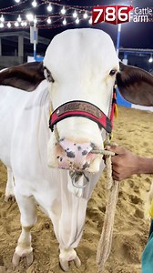 6.5K views · 848 reactions | 梁梁✨✨✨ | Pakistan cattle market | Facebook