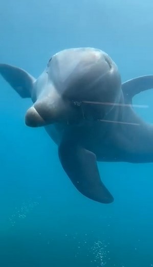 🌊💙Say HELLO to one curious dolphin! 🌊💙 There's nothing better than walking by the window and seeing a sweet face swim up to you to check you out. Our dolphins love making new friends-and you never know who might glide over to say HI! Save 30% on general admission & programs with code FB30. 💙 | Marineland Dolphin Adventure