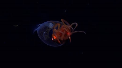 Elusive giant squid is seen live for the first time EVER