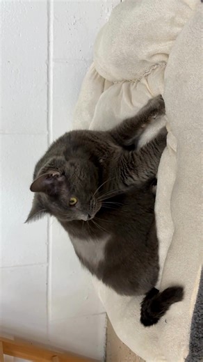 🐾 Meet Croatia — your next chatty companion! 💬🐱 At 10 years old, Croatia is ready to find a calm, loving home to enjoy her retirement years. This sweet senior loves to talk and will happily follow you around, chatting about her day and asking for company. 🥹💛 She does well with other cats, politely greeting them with a quick sniff or a nose boop before going about her business. Croatia especially loves when someone sits on the floor with her for quiet one-on-one time — it’s her favorite way 