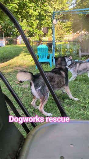 Theseus is adoptable anywhere around Toledo Ohio. you can find more information on Petfinder