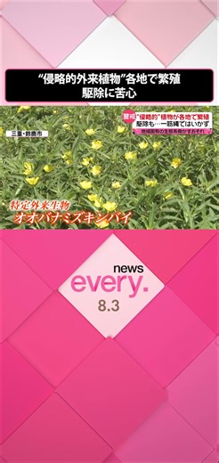 極めて強い繁殖力から“侵略的”ともいわれる外来植物が各地で問題となっています。三重県鈴鹿市では、#特定外来生物 「オオバナミズキンバイ」が繁殖。地域固有の生態系を脅かす恐れも…。“極めて強い繁殖力”とは、どのようなものなのでしょうか。#日テレnews #tiktokでニュース