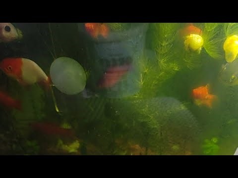 Prince Mix Vlog is live