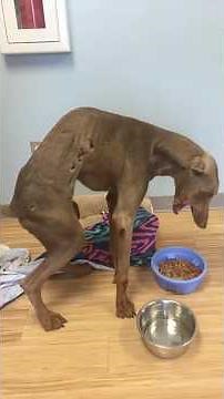 His spine bent in half, his suffering unbearable—we couldn’t hold back our tears! #rescue