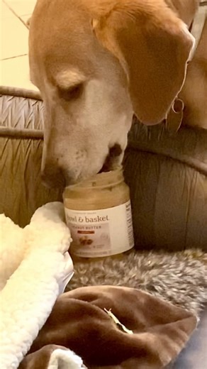 Smoother than a fresh jar#lifewithabassador #shorts #dogshorts