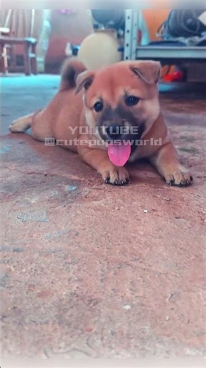 The hot summer made the puppy feel very hot #puppy #cute #dog #pets #anime #cutedog #shorts