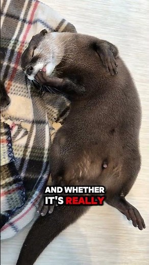 Cutest Pet Ever? Otters at Home! #otters #entertaininganimals #cuteanimals #babyotter #otter #cute
