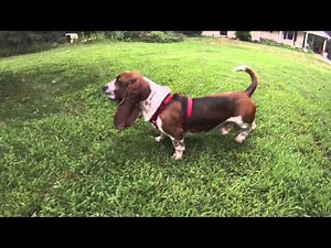 basset hound barking and running