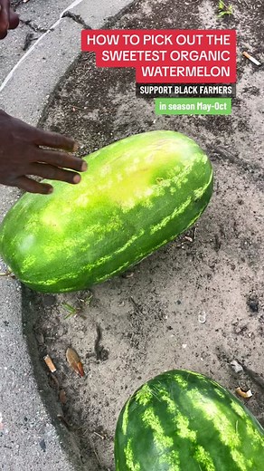 How to pick the SWEETEST watermelon with seeds IN 3 easy steps. These Organic watermelons are grown in the south with peak season ocurring the months of May through October. This is when they are the sweetest but you have to know what to look for. And the best way to buy watermelon's is direct from the farmer. Whenever we travel we try to buy local and that's both international and domestic travel. Fresh produce is one of the things that we love about the southern states of America. Stay tune fo