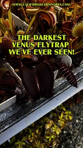 We love making new plants through our breeding program, and this year we are so excited about this new Venus flytrap. This is the darkest and most deeply colored Venus flytrap we’ve ever seen! It won’t be available for sale for another year or two, but we’re so excited to share it with you! www.CaliforniaCarnivores.com | California Carnivores