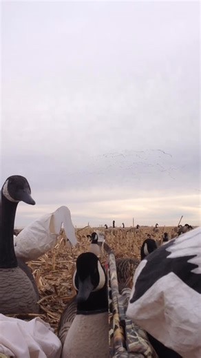 Feed Bandit on Instagram: "In coming geese! #feedbandit #texashunting #goosehunting"