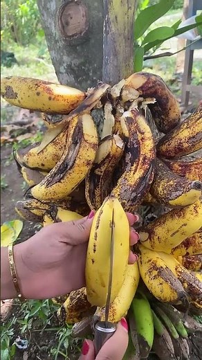 Split Banana Fruit #banana