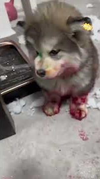 The Animal Outtakes Keep Getting Stranger #petsunited#pets#funny#foryou