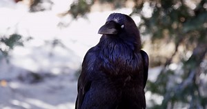 Download Close up of a crow moving the head and blinking in 4K for free