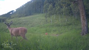 Who is more frightened, the buck or squirrel? July 24, 2025 #Wildlife #wildlifephotography #rockymountains #kennethshulkophotography | Kenneth Shulko Photography