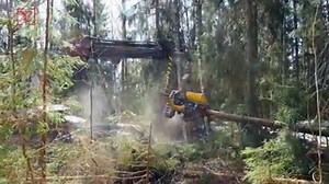 3.1K views · 34 reactions | Experts believe that the many threats to koalas now make them functionally extinct. | azcentral | Facebook