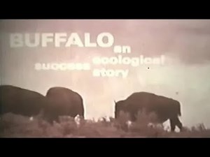 American Buffalo - History and Struggle for Survival