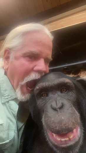 Close-Up Look at a Playful Chimpanzee's Expressions