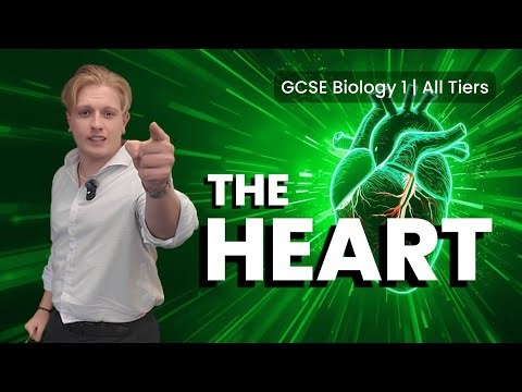 The Heart | GCSE Biology