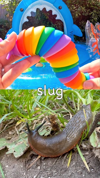 Toy Learning Fun | Kids Learn Bug Insect Names at the Shark Pool: Butterfly Weevil Slug Stag Beetle