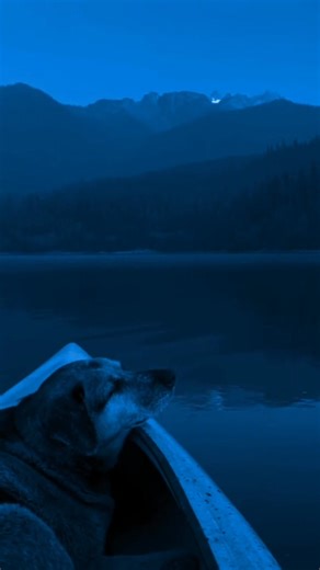 12K views · 963 reactions | #metallica 落 | 푽풐풍풄풂풏풐 푹풂풅풊풐풔풉풐풘 | Facebook