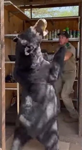 350Kg Black Wild Beer Charging !!😨💔 #wildencounters