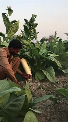 Mooli Off the Year: Celebrating Punjab's Cultural Heritage