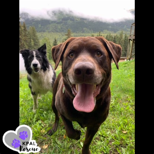 Welcome to another KPAL FEATURED FOSTER FRIDAY! 💜 This week we are privileged to feature Jen Harpe and her family. 🐾 This is a longer one, but well worth it! From Jen: “While in High School I spent quite a bit of time volunteering at the Anchorage Animal Control where I eventually was employed. This was the beginning of understanding how truly heartbreaking yet rewarding and needed this work is. As a vet tech I continued to come home with the broken and surrendered animals where they found a s