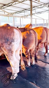 Heavyweight bulls of different breeds at Brownie's Ranch | Biggest Bulls Photography