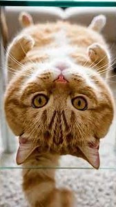 Ultimate Derp Face Compilation Cats & Dogs