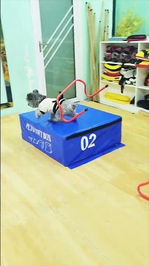 The dog becomes a spirit, a very smooth pot obstacle course