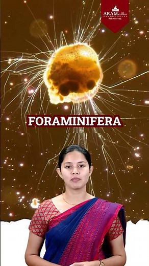 FORAMINIFERA