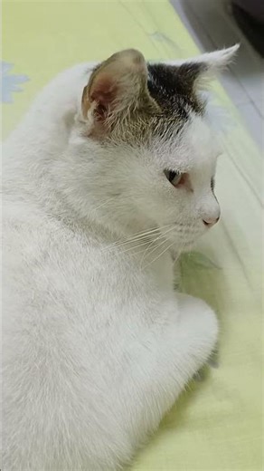 Not my problem 🫠#ytshorts #cat #memes #funny #shorts #siri #job