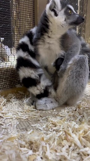 Gorgeous Ring-Tailed Lemur Giving Birth | Heartwarming Moment