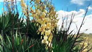 Yucca filamentosa wild plant with white blossoming flowers in full bloom on a wind. Spring Spanish landscape in sunny day. Needle-palm prickly leaves.