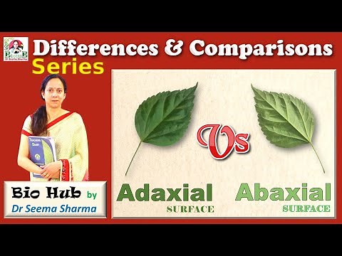 Adaxial vs Abaxial Leaf surface