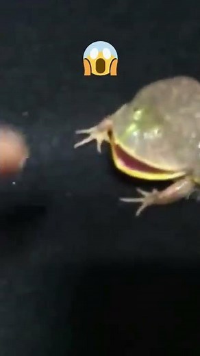 CRAZY SCREAMING FROG BITES FINGER 😱 #shorts
