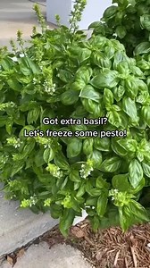 5.1K views · 114 reactions | Freeze your summer basil into pesto!...