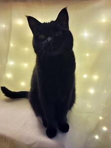 Mystery Crystal Surprise Box - Cats Pick Your Crystals! - Etsy