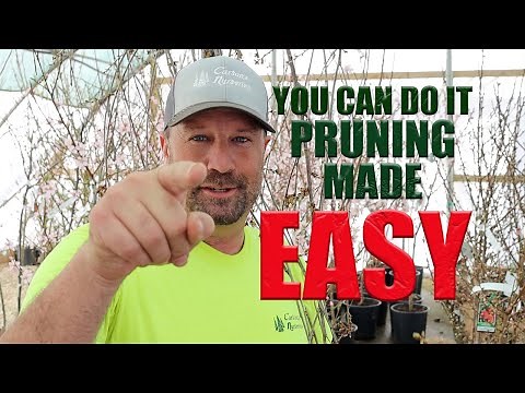 How To Prune ( Easy Beginner Tips ) Weeping Snow Fountain Cherry