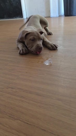 Bully playtime 殺 | Poppeys & nalas puppies | Facebook