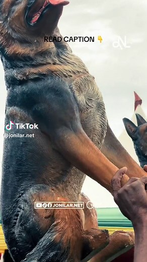 The Symbolic Role of Dogs in Dormaa: Loyalty and Guidance