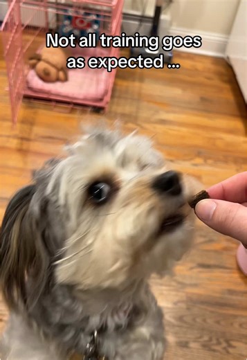 Understanding Dog Behavior During Training Sessions