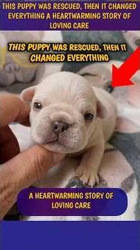 this puppy was rescued , then it changed everything #shorts