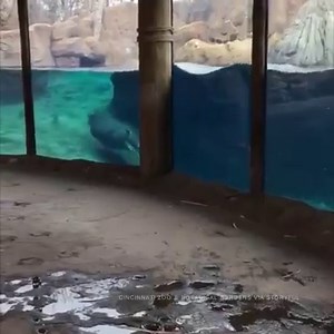 75K views · 2.1K reactions | GO, FIONA, GO! Fiona, the baby hippo,...