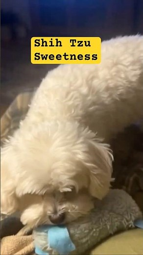 rable Shih Tzu Plays with Her Baby 🧸