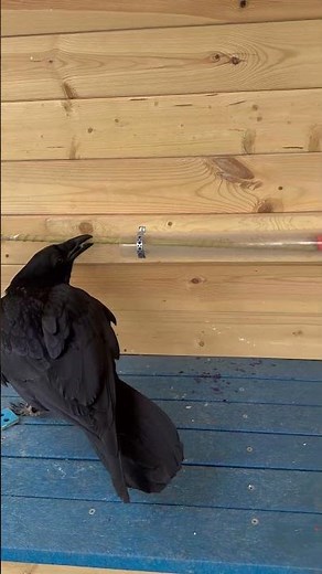 Clever Raven Solves Puzzle || ViralHog