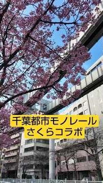千葉都市モノレール【さくらコラボ】 #shorts #千葉都市モノレール #桜 #栄町 #綺麗 #cherry blossoms