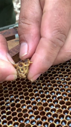 Managing Queen Cells 👑🐝 | Hive Care Tip