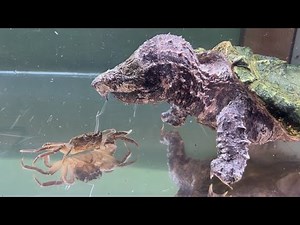 If you drop a living crab in front of an alligator snapping turtle ...